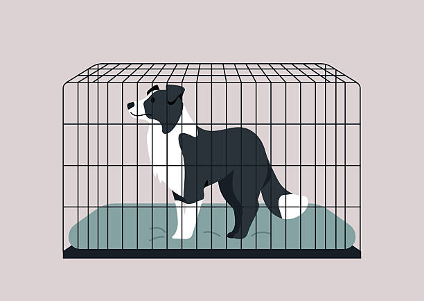 dogcrate