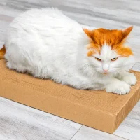 Cardboard Scratcher – $6